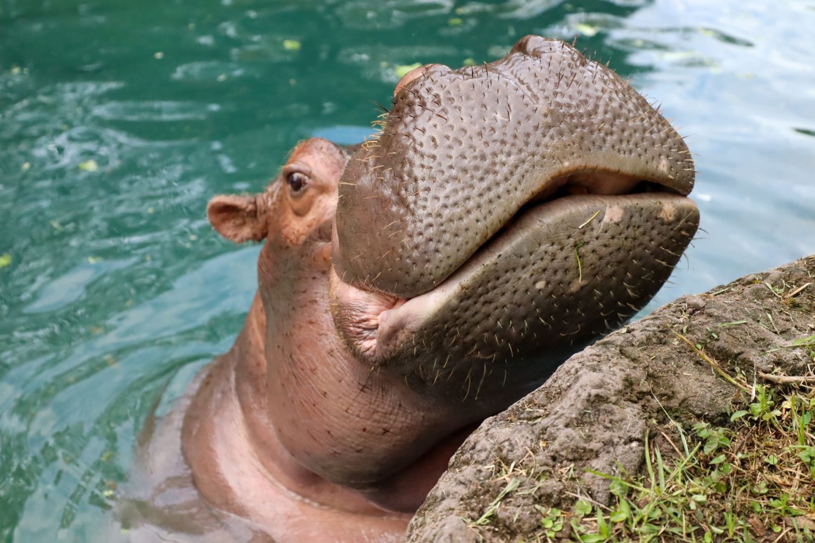 How to Find All the Animals at Disney's Animal Kingdom This Summer