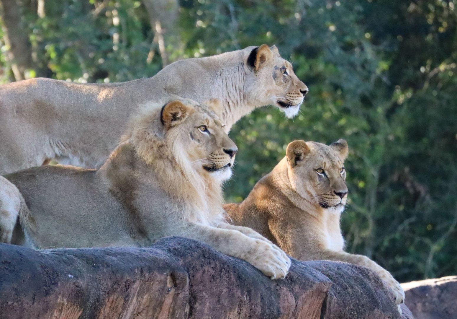 African lions encountered on Kilimanjaro Safaris