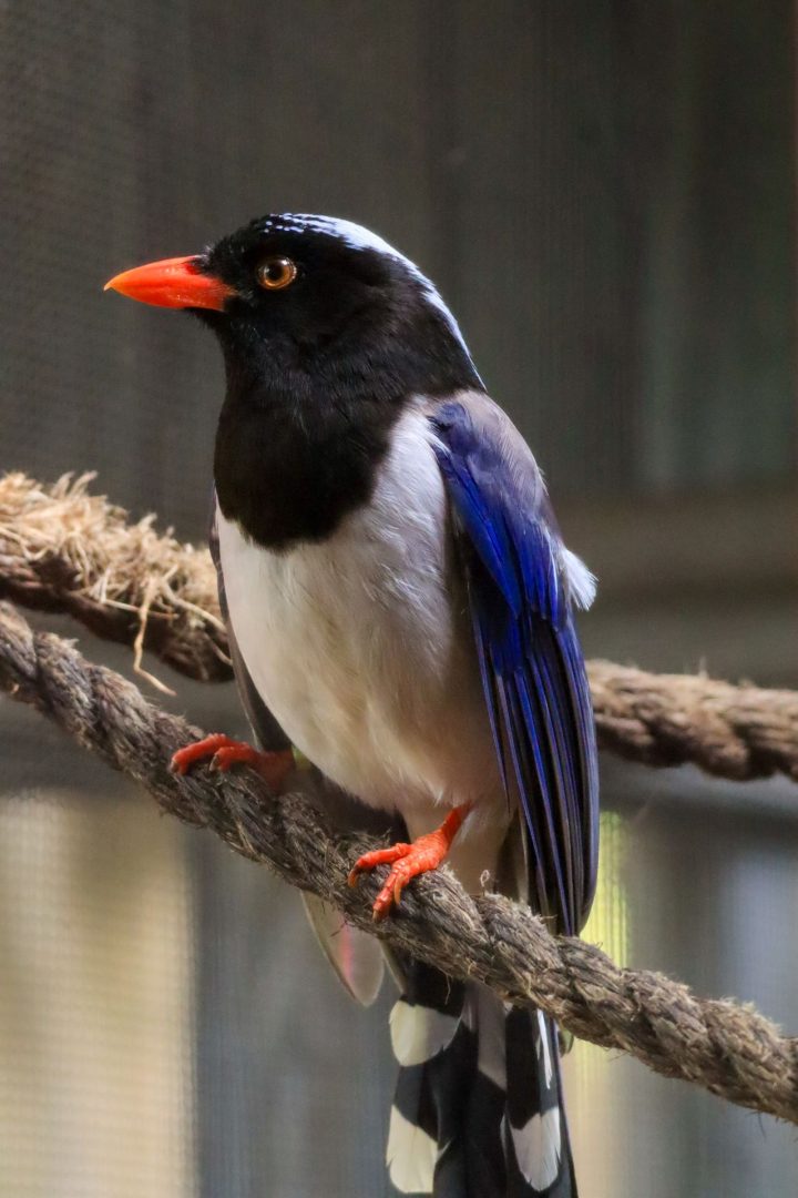 Colorful Asian birds seen on Maharajah Jungle Trek