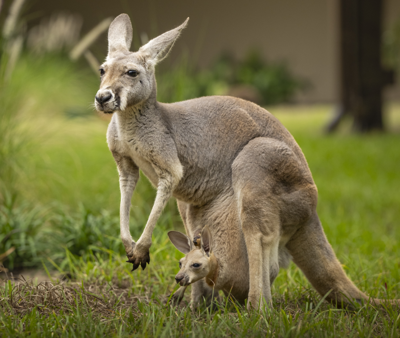 Kangaroo and joeys at Jumping Junction