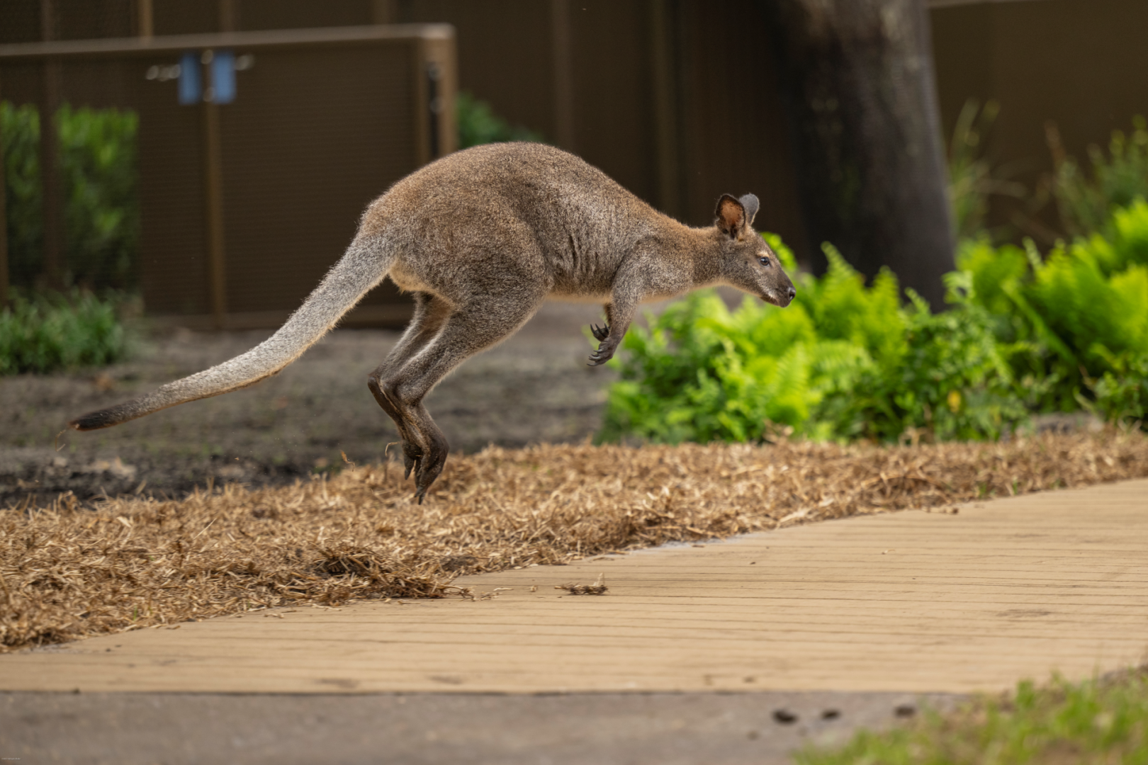 Jumping Junction featuring Australian animals at Conservation Station