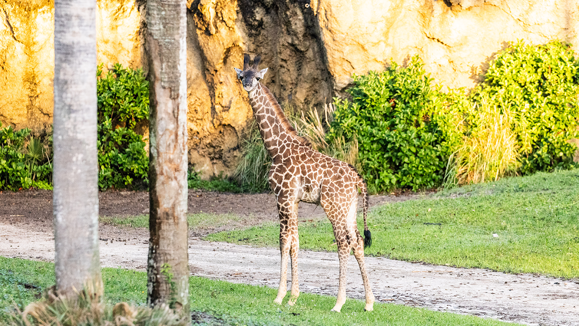 Baby giraffe Tucker on Kilimanjaro Safaris